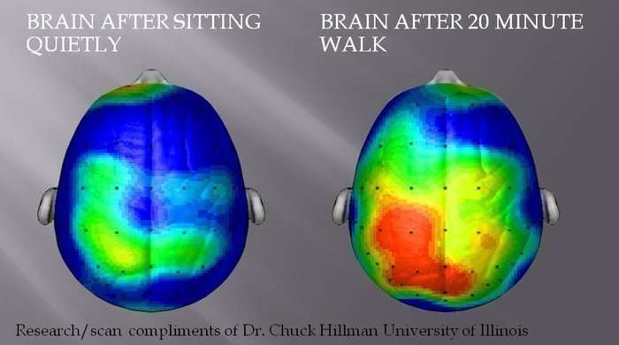 Brain after walking for 20 minutes - endorphin activation.