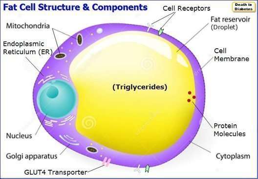 Fat cell structure and components. Adipocyte