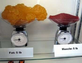 5lbs of fat vs 5lbs of muscle on scales