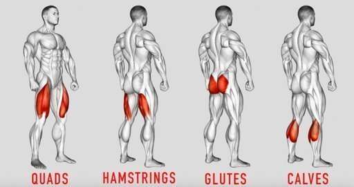 Major Lower Body Muscle Groups