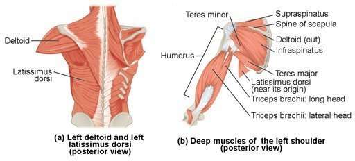 Shoulder Muscles - Anatomy
